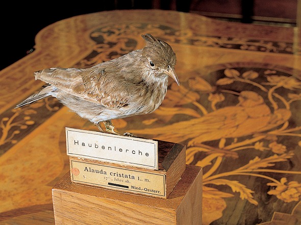 Photo (Schlo&szlig; Sch&ouml;nbrunn)