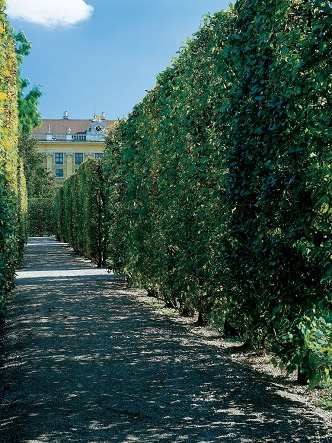 Photo (Schlo&szlig; Sch&ouml;nbrunn)